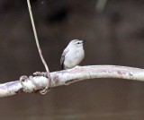 Drab Water-Tyrant_5314.jpg