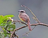 Golden-crowned Flycatcher_7772.jpg