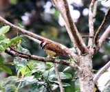 Spot-breasted Woodpecker - female_0087.jpg