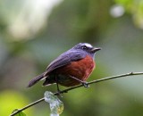 Slaty-backed Chat-Tyrant_7988.jpg