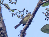 Sulphur-bellied Tyrannulet_1114.jpg