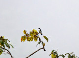Purple-throated Cotinga_5555.jpg