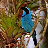 Turquoise Jay_1377.jpg