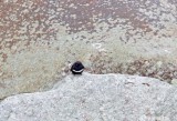 White-banded Swallow_0333.jpg