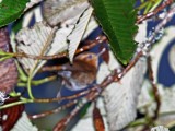 Mountain Wren_1005.jpg