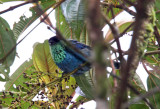 Black-capped Tanager - male_0735.jpg