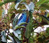 Black-capped Tanager - male_0720.jpg
