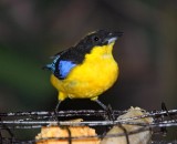Blue-winged Mountain-Tanager_7795.jpg