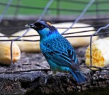 Golden-naped Tanager_8815.jpg