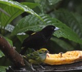 Lemon-rumped Tanager - male_8352.jpg