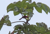 Masked Crimson Tanager_4840.jpg