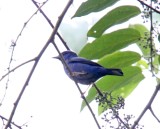 Purple Honeycreeper - male_8720.jpg