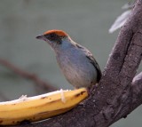 Scrub Tanager_7451.jpg