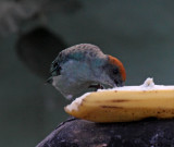 Scrub Tanager_7378.jpg