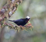 White-capped Tanager - female_0969.jpg