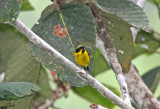 Yellow-bellied Dacnis - male_5557.jpg