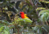 Red-hooded Tanager_1415.jpg