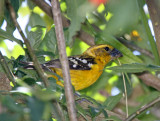 Golden Grosbeak - female_7750.jpg