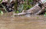 Spectacled Caiman_5764.jpg
