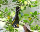 Golden-winged Warbler - male_4056.jpg
