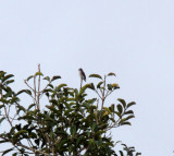 White-browed Purpletuft - male_5685.jpg