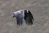 #27 Andean Condor - juvenile male_6914.jpg