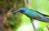 Lesser Violetear_8211.jpg