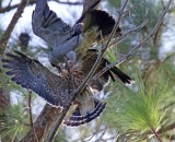 Mississippi Kites - parent feeding juvie_0081.jpg