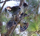 Mississippi Kites - parent feeding juvie_0085.jpg