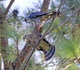 Mississippi Kites - parent feeding juvie_0095.jpg