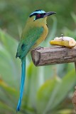 Andean Motmot_1281.jpg