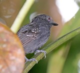Bicolored Antvireo - male_3566.jpg