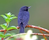 Black Flowerpiercer - male_0687.jpg