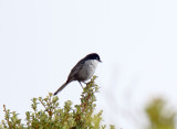 Black-backed Bush-Tanager_1989.jpg