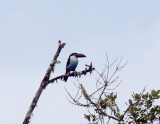 Black-billed Mountain-Toucan_2857.jpg