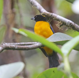 Black-chinned Mountain-Tanager_3421.jpg