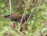 Blackish Rail_3926.jpg