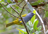 Blue-capped Tanager_2997.jpg