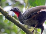 Cauca Guan_2717.jpg