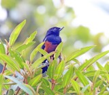 Chestnut-bellied Flowerpiercer_2917.jpg