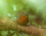 Northern Chestnut-breasted Wren_2634.jpg
