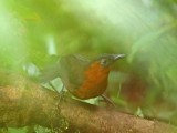 Chestnut-breasted Wren_2636.jpg