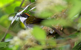 Chestnut-capped Brush-Finch_0171.jpg