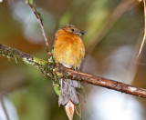 Cinnamon Flycatcher_3220.jpg