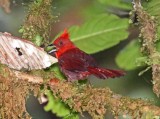 Crested Ant-Tanager_3090.jpg