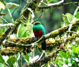 Golden-headed Quetzal - male_1080.jpg
