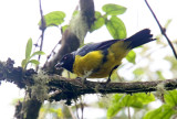 Hooded Mountain-Tanager_2461.jpg