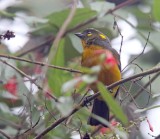 Lacrimose Mountain-Tanager_0917.jpg