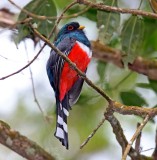 Masked Trogon - male_1901.jpg