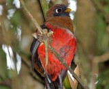 Masked trogon - female_1815.jpg
